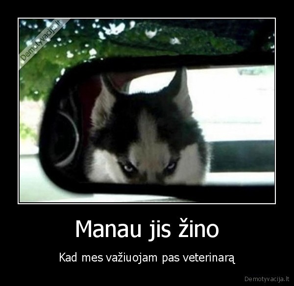 piktas, haskis,piktas, suo