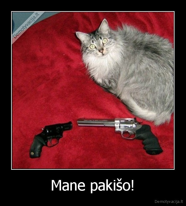 katinas,ginklai