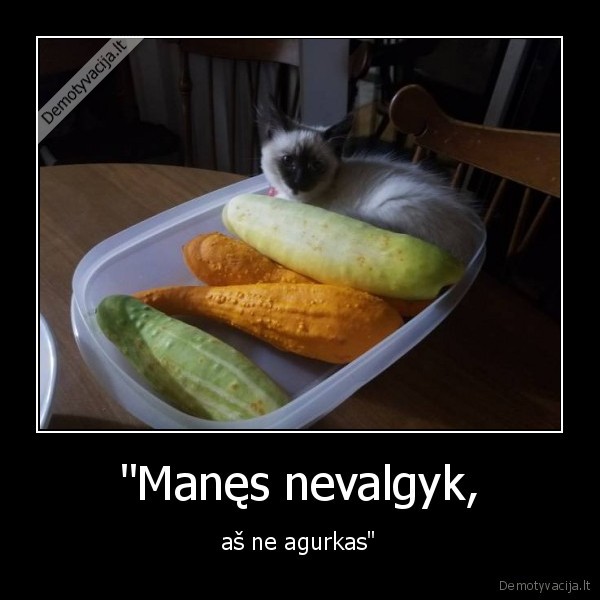 kaciukas,kate,katinas,agurkas