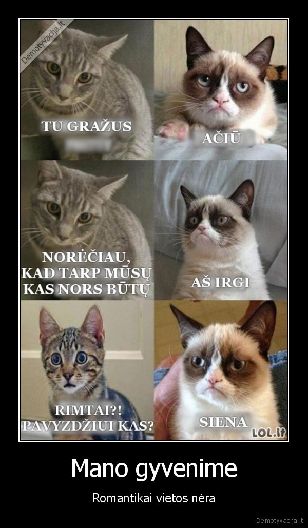 grumpy, cat,juokingas, komiksas,meile