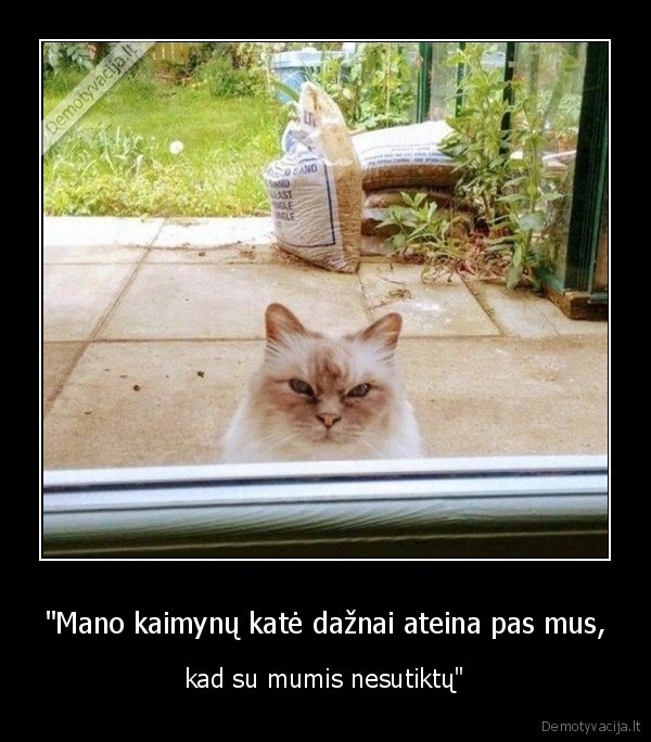 kate,kaimynas,katinas