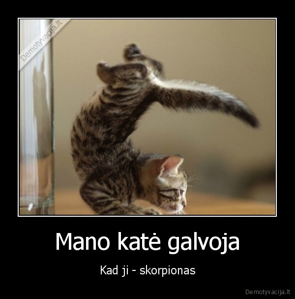 juokinga, kate,kaciukas