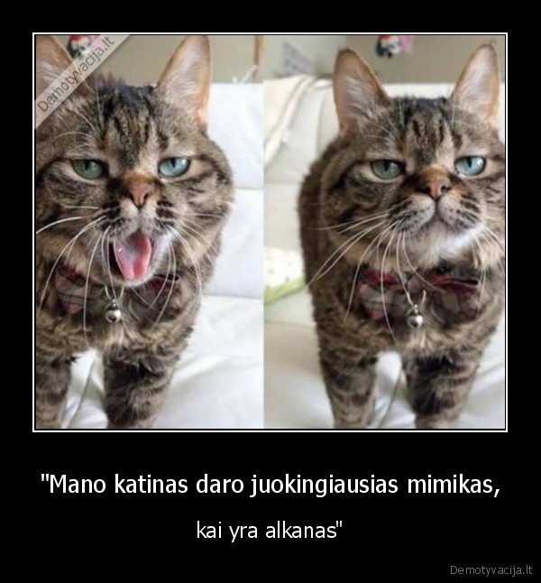 kate,katinas,alkis