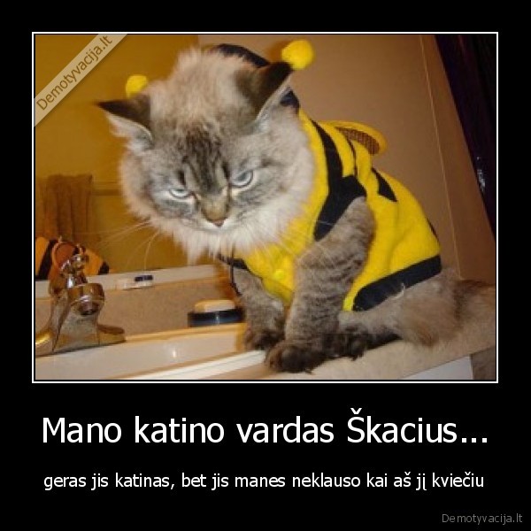 Mano katino vardas Škacius...