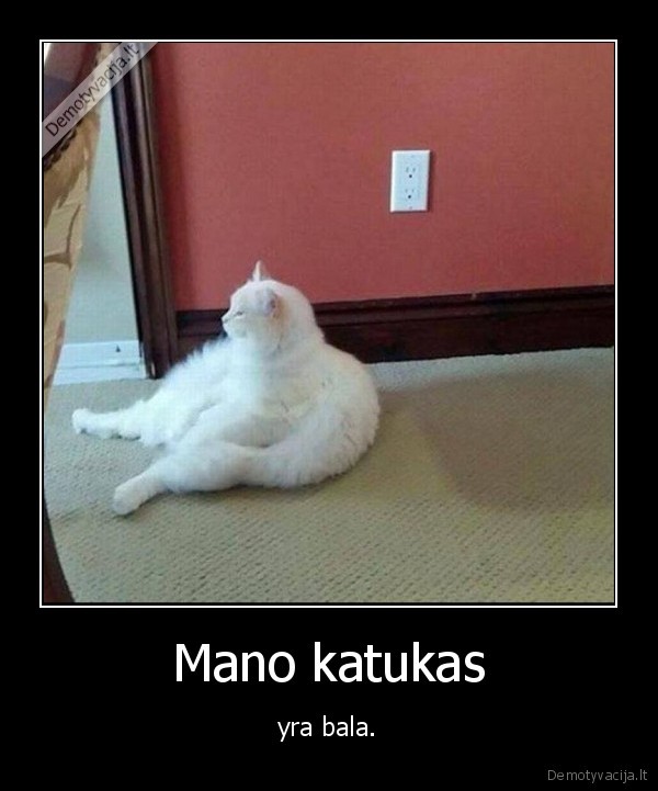 katinas,kate,katukas,bala