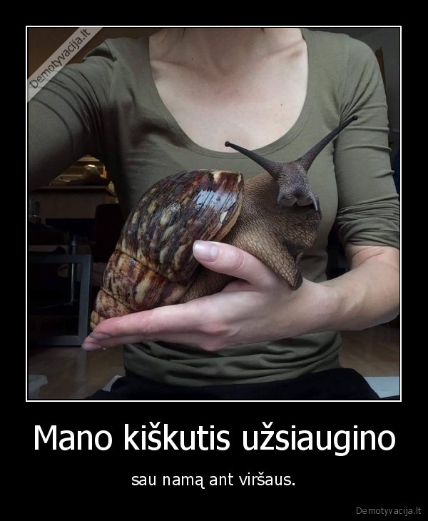 sraige,kiskis,zuikis,namas