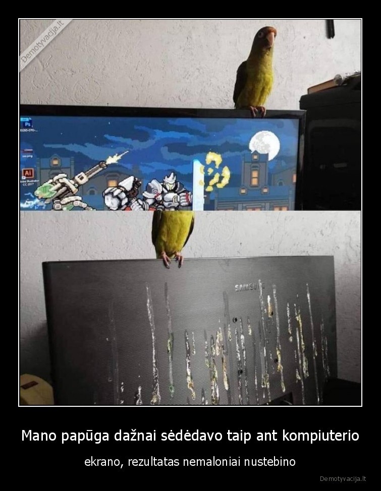 papuga,ekranas,sikti
