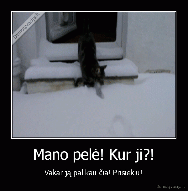 juokingas, katinas,katinas, ir, sniegas