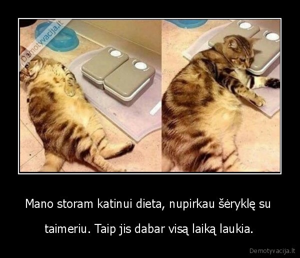 storas, katinas,serykle,taimeris,maistas