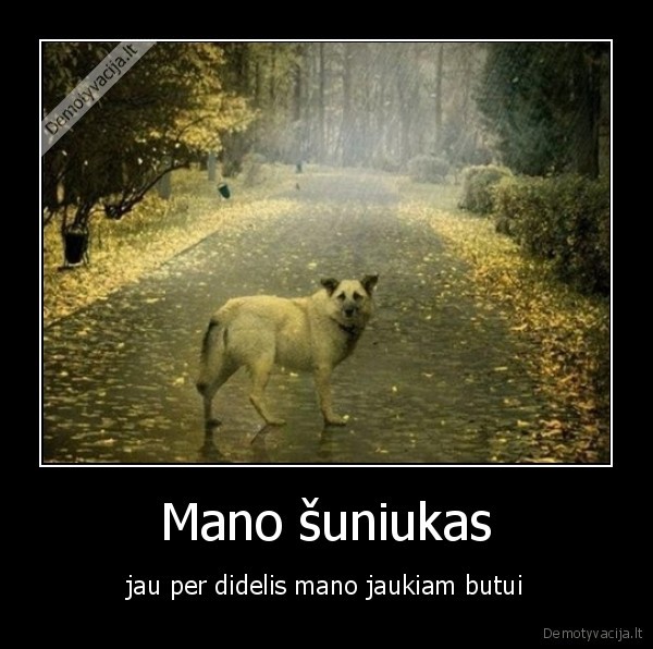 suniukas,ruduo,lapai,palikti,butas,per, didelis,suo