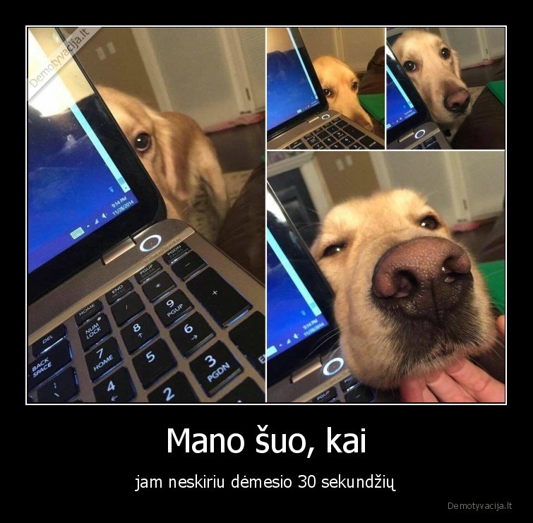 demesys,suo