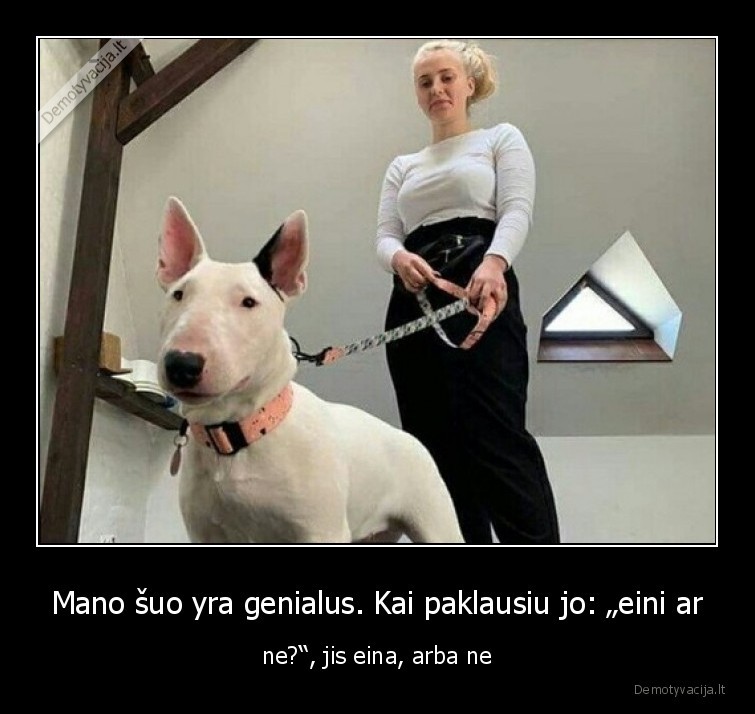 suo,protingas