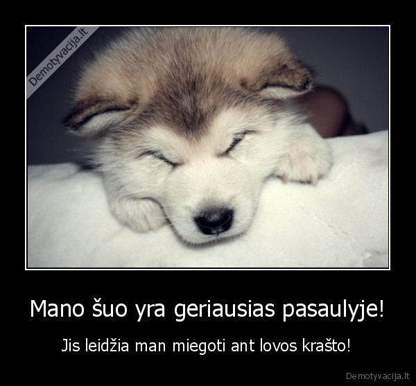 Mano šuo yra geriausias pasaulyje!