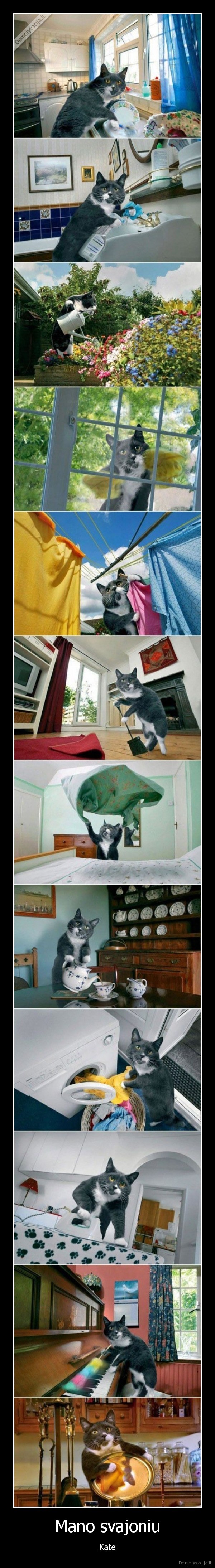 kate,kate,meow