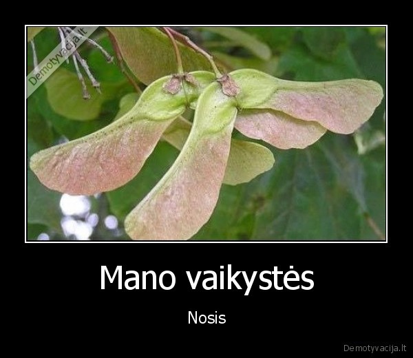 medis,nosis,limpa