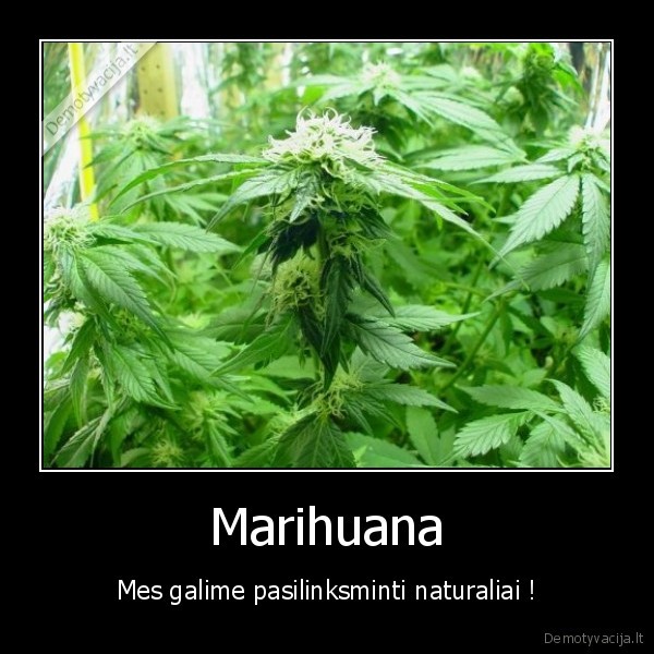 ganja