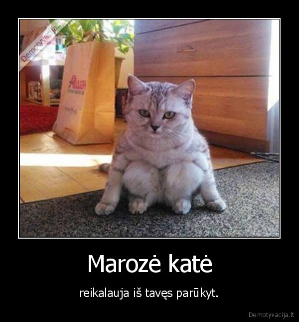 maroze, kate,maroze,kate,katinas,rukymas
