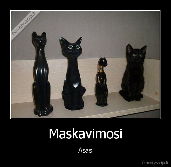 juokingas, katinas,katinas, slepiasi