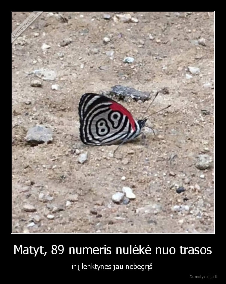 drugelis,89,numeris