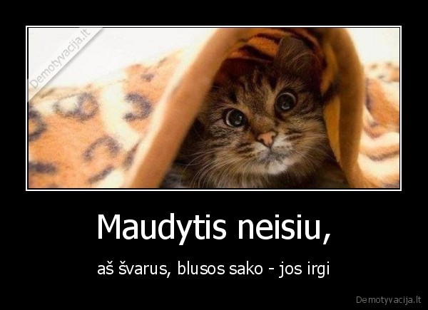 katinas,maudytis