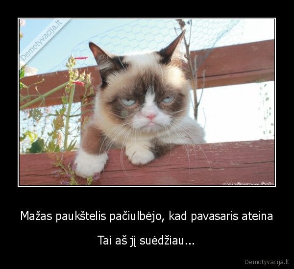 grumpy, cat,pavasaris,piktas, katinas