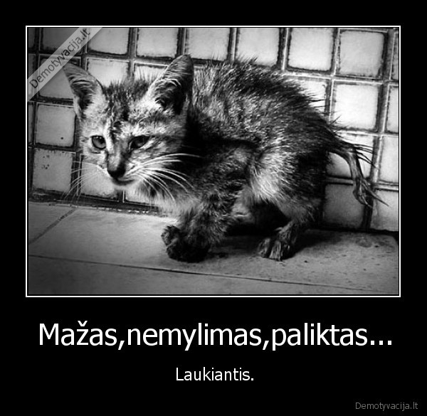 kaciukas, vienisas