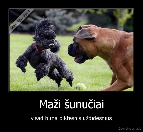Maži šunučiai