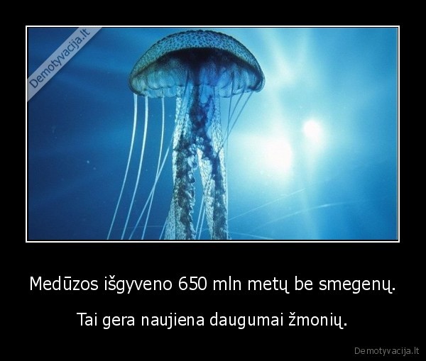 meduzos, besmegenes,gera, naujiena
