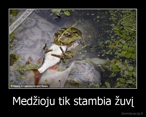 Medžioju tik stambia žuvį