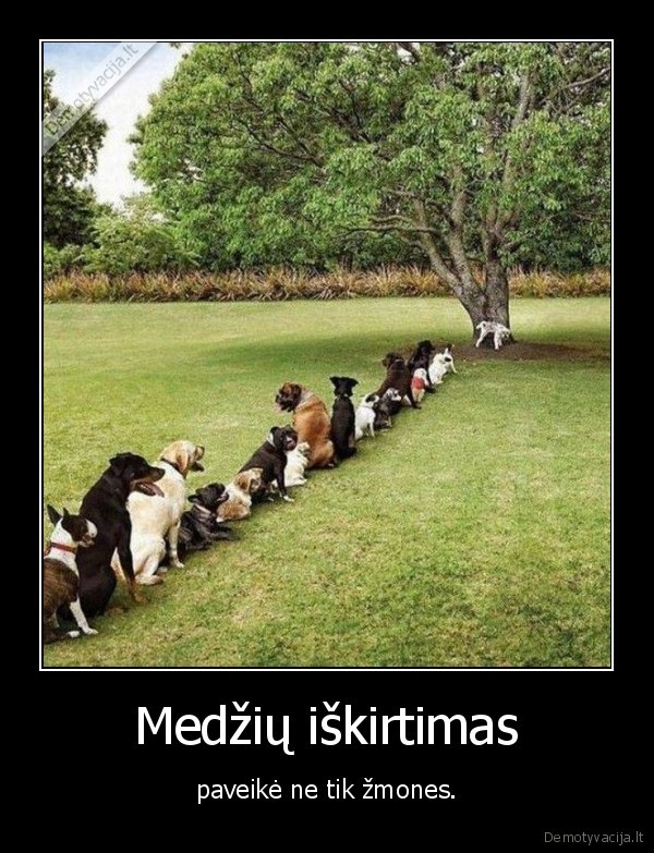 suo,eile,myzimas