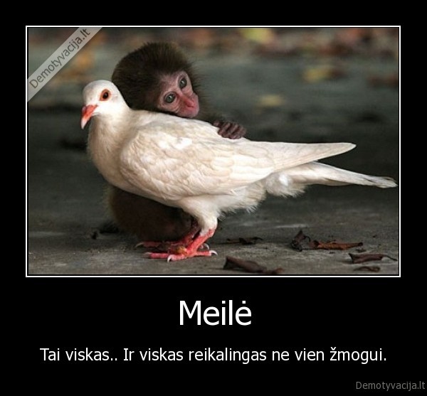 Meilė