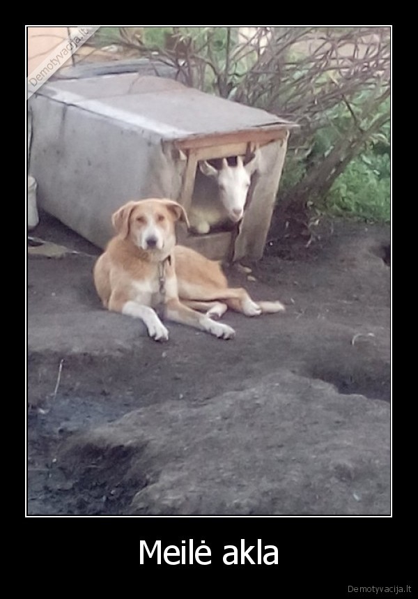 suo,ozka,meile