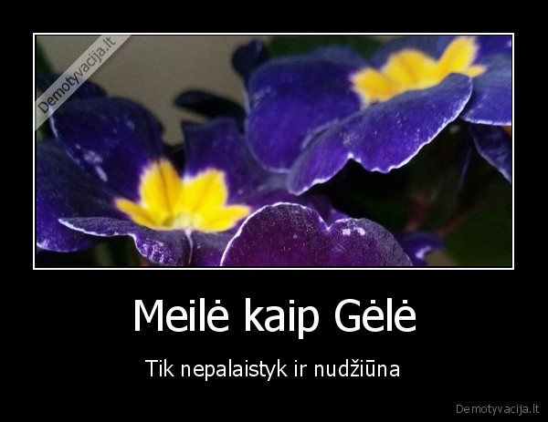 meile,geles