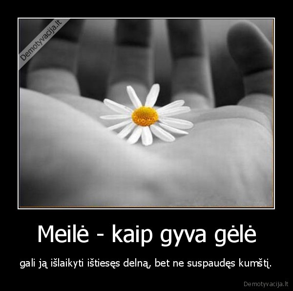 Meilė - kaip gyva gėlė