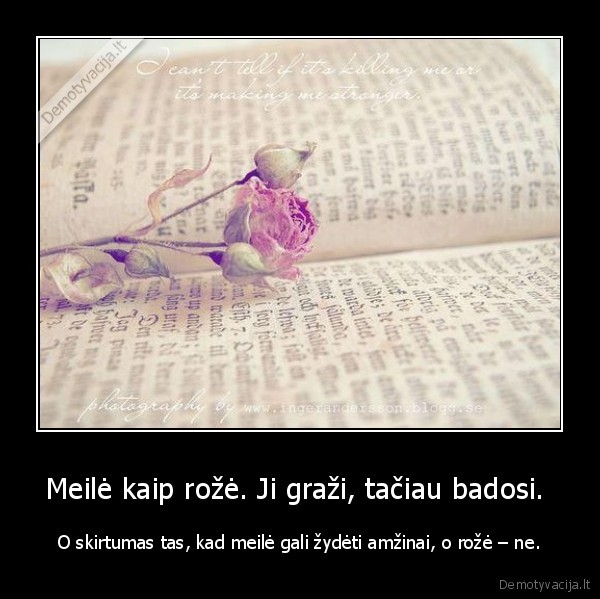 Meilė kaip rožė. Ji graži, tačiau badosi. 