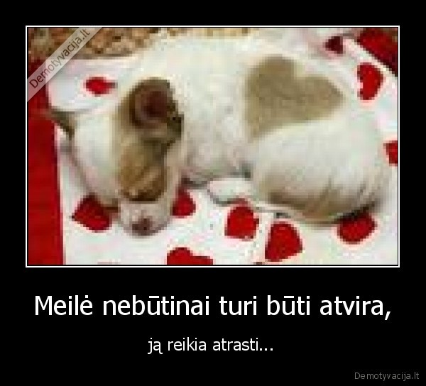 meile,gyvunai,miela,zavu,sunys