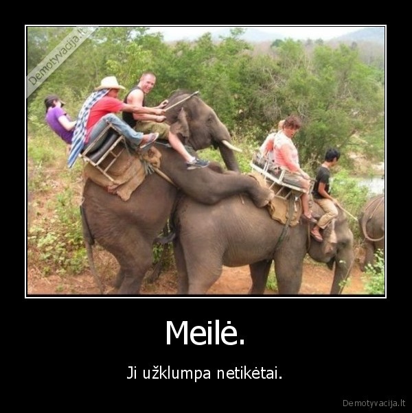meile,gyvunai,drambliai