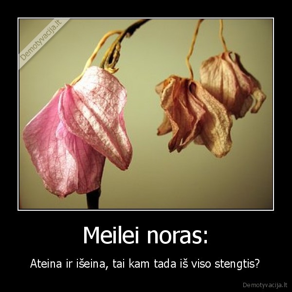Meilei noras:
