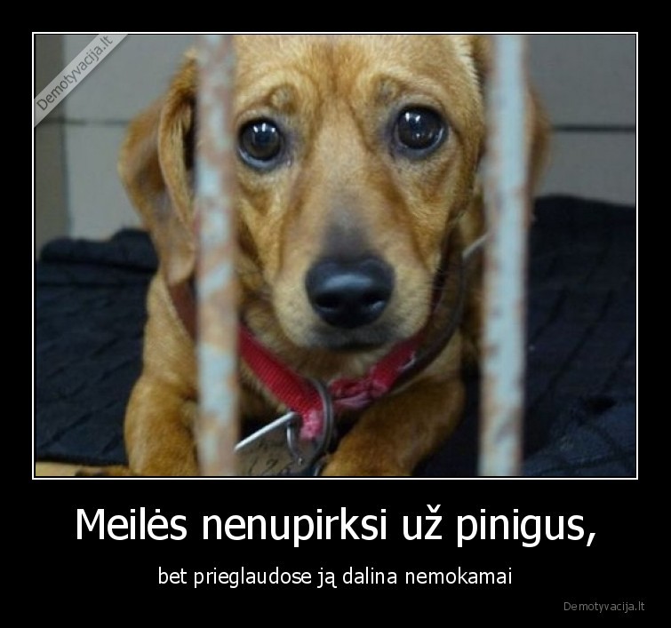 prieglauda,gyvunai,meile