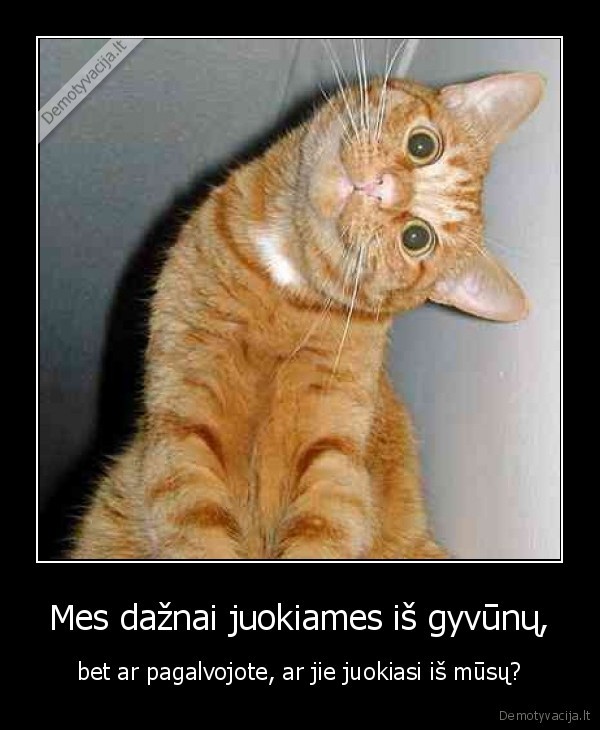 Mes dažnai juokiames iš gyvūnų,