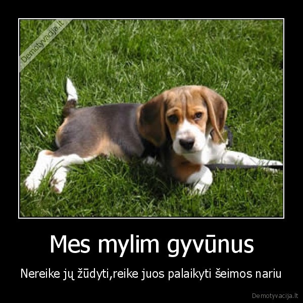 gyvunai
