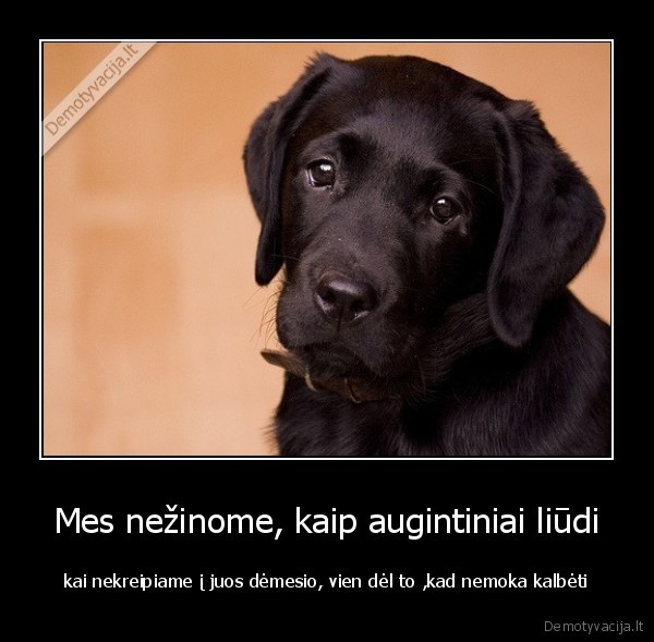 Mes nežinome, kaip augintiniai liūdi