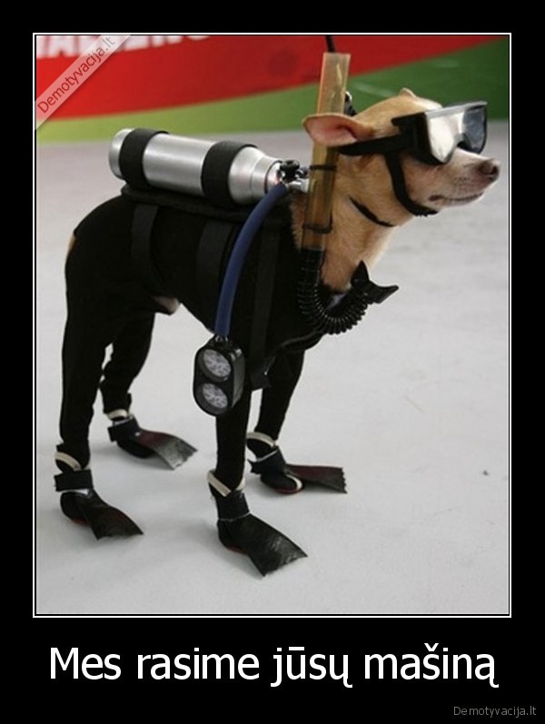 dog, swim, fun