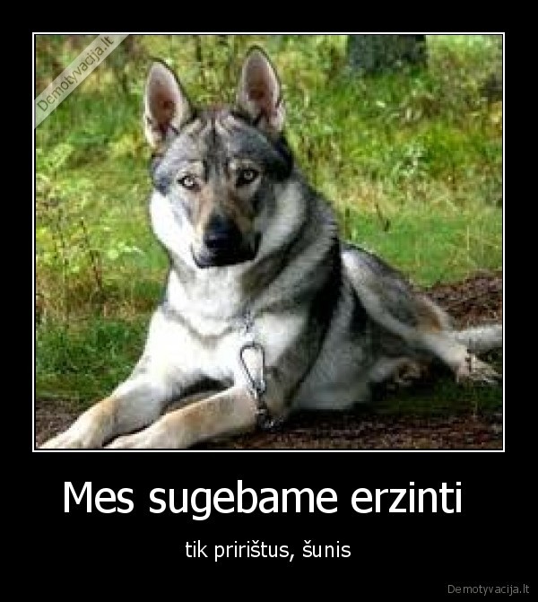 vargsai, sunys