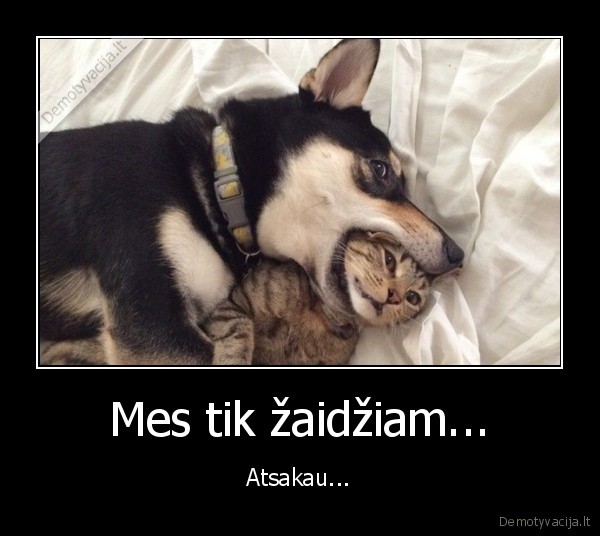 zaisti,katinas,suo