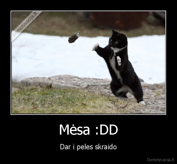 Mėsa :DD