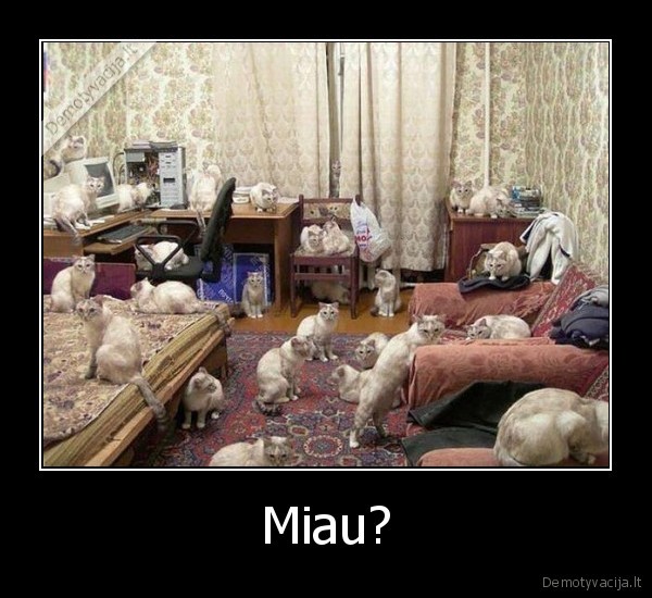 miau,kates