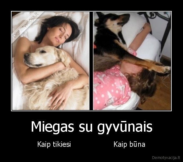 Miegas su gyvūnais