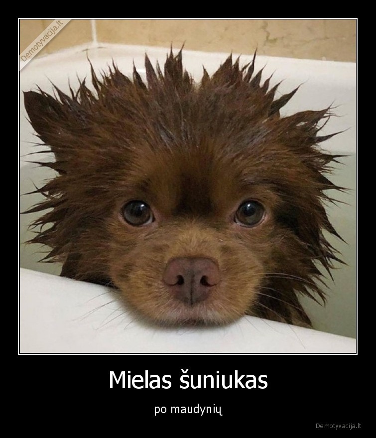 suo,maudynes,mielas