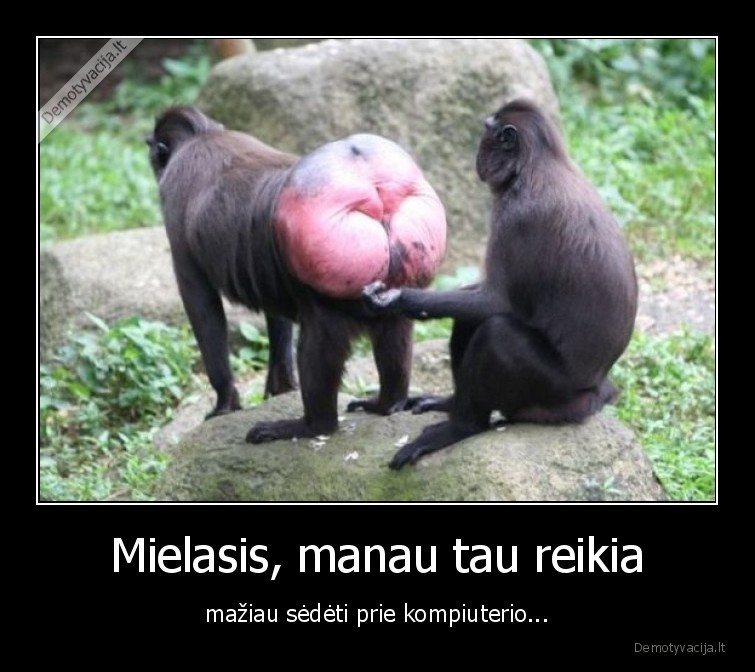 orangutangai,raudonas,uzpakalis